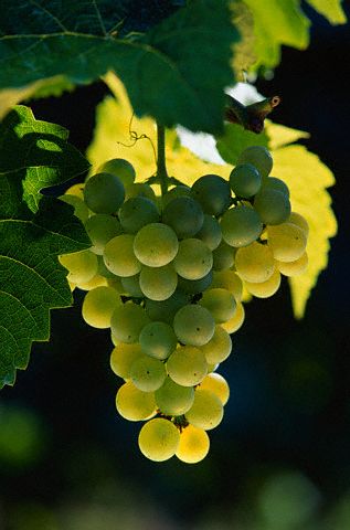 white grapes