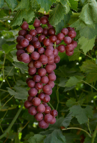 red grapes